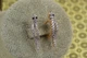 Сережки Xuping Jewelry Змії з родієм 2,5 см золотисті - зображення 1