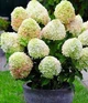 Гортензия метельчатая Little Fresco, 7.5 л - изображение 2