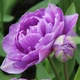 Цибулини Яскрава Тюльпан Махровий + Багатоквітковий Lilac Perfection (30992) (3шт) - зображення 1