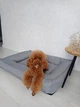 Водоотталкивающий лежак лежанка спальное место для животных со съемным чехлом Incor серый L - изображение 1