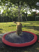 Бассейн для собак Nobby Splash Pool M с фонтанчиками красный Ø 100 см 62295 - изображение 1