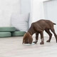 Миска-килимок для цуценят Trixie Junior 15 см - блакитний - изображение 6