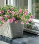 Балконный ящик для цветов Form-Plastic Сахара с подставкой 7,44 л 17 х 14 х 50 см, Цвет Светло-Серый - изображение 2