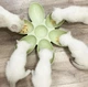Пластикова миска для корму та води "Flower" 6в1 антиковзаюча поїлка - миска для вигодовування кошенят / цуценят, зелена "G" (88053367) - зображення 2