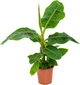 Банан Tropicana (Musa sapientum fixa), горщик ⌀12, висота 30-40см - изображение 1