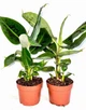 Банан Tropicana (Musa sapientum fixa), горщик ⌀12, висота 30-40см - изображение 2