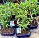 Бонсай Зантоксилум Zanthoxylum (Жёлтодревесник), керамический горшок, высота 20-30см - изображение 5