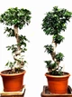 Бонсай Фікус Bonsai Ficus, горщик ⌀35, висота 100-120см - изображение 2