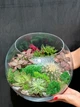 Флораріум Plants room круглий h26 см - изображение 2