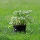 Сныть обыкновенная Variegata, Контейнер 0,5 л - изображение 6