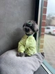 Трикотажний костюм для собак від WowPaw салатовий L - изображение 2