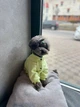 Трикотажний костюм для собак від WowPaw салатовий L - изображение 8