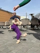 Трикотажний костюм для собак від WowPaw фіолетовий L - изображение 2