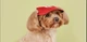 Кепка для котів та собак "Roxi" Red Size S - зображення 2