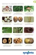Инсектицид Syngenta Энжио 247 SC 100 мл (4820041010372) - изображение 10
