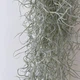 Тілландсія уснеєвидна Tillandsia usneoides, довжина 50-60см, без горщика - зображення 3