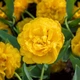 Тюльпан "Yellow Pomponette" 3шт в упаковці - зображення 2
