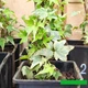 Плющ &nbsp;Mona Lisa 3 річний - зображення 4