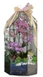 Флораріум з орхідеєю Plants room XL - изображение 1