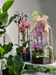Флораріум з орхідеєю Plants room XL - изображение 3