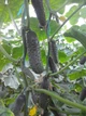 Насіння Огірка Lark Seeds Оптімус F1, 10 шт, Садиба Центр - зображення 2