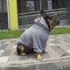 Одежда для собак "Teddy Sweatshirt Grey". SKU 004791. Размер S. Your Stylish Hunter. Худи для собак для французского бульдога, мопса, спаниеля и прочих. - изображение 7