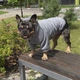 Одежда для собак "Teddy Sweatshirt Grey". SKU 004791. Размер S. Your Stylish Hunter. Худи для собак для французского бульдога, мопса, спаниеля и прочих. - изображение 8