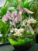 Флораріум з орхідеї-мікс "Plants room" h 40 см - изображение 2