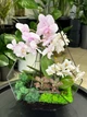 Флораріум з орхідеї-мікс "Plants room" h 40 см - изображение 3