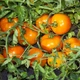 Семена Томат Нукси F1 (KS 17) 10сем Kitano Seeds - изображение 2