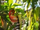 Model 3D do składania Eugy Zoo Kameleon (9421035150743) - obraz 9