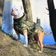Одежда для собак жилет дождевик "SUNNY" с флисовой подкладкой. SKU 00260. Размер S. Your Stylish Hunter. Водостойкий жилет дождевик с флисом для французского бульдога, мопса, амбулли покета и всем, кому подходит по параметрам. - изображение 4