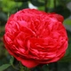 Саджанці Троянда штамбова Red Piano (512608) - зображення 2