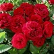 Саджанці Троянда штамбова Red Leonardo da Vinci (512607) - зображення 3