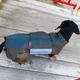 Одяг для собак дощовик “LETO”. SKU 004424. Розмір S. Your Stylish Hunter. Дощовик для собак породи такса, коргі, джек рассел, цвергпінчер та іншіх. - зображення 7