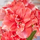 Луковицы Амариллис Double Dream Floralia (201007) - изображение 1