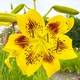 Лілія Yellow Bruse Азіатський гібрид Жовтий Цибулини Florium (203451) - зображення 1
