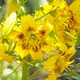 Лілія Yellow Bruse Азіатський гібрид Жовтий Цибулини Florium (203451) - зображення 2