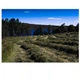 Насіння Черкаснасінтрав Суміш багаторічних трав для сінокосу 1 кг - зображення 3
