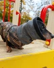 Теплая водонепроницаемая одежда для собак. Попона для такс. Your Stylish Hunter. Active Dog- forest. SKU 00245. Размер M - изображение 6