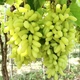 Саженцы Яскрава Виноград кишмиш Ламборджини (60374) - изображение 2
