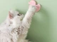 Игрушка шар кошачья мята Pet toy Лакомство из натуральной мяты для кошек - изображение 3