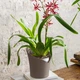 Розумний вазон Lechuza ORCHIDEA фігурний 18 см сіро-коричневий матовий (13965) - изображение 4