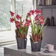 Розумний вазон Lechuza ORCHIDEA фігурний 18 см сіро-коричневий матовий (13965) - изображение 7