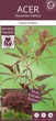 Японский клен Japanese maple, acer palmatum Inaba-shidare, 60-80см, объем горшка 3л - изображение 3