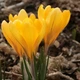 Крокус Golden Yellow 7/8 50 шт Голландія - зображення 1