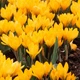 Крокус Golden Yellow 7/8 50 шт Голландія - зображення 2