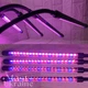 Фітолампа для рослин на 4 гілки світлодіодна LED з таймером USB 20Вт, настільна лампа для росту та цвітіння, кімнатних і тепличних рослин з кліпсою-затискачем і USB живленням, червоне, фіолетове та синє світло Чорна TRF84 - зображення 2