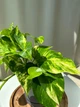 Епіпремнум золотистий Epipremnum Aureum 12/ 25 см висота 8978 - изображение 2