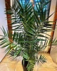 Пальма Финик Канарский Phoenix Canariensis, высота 150-160см, горшок ⌀20 - изображение 2